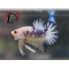 PMAY 2569